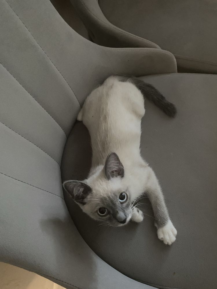 Котенок срочно (девочка)