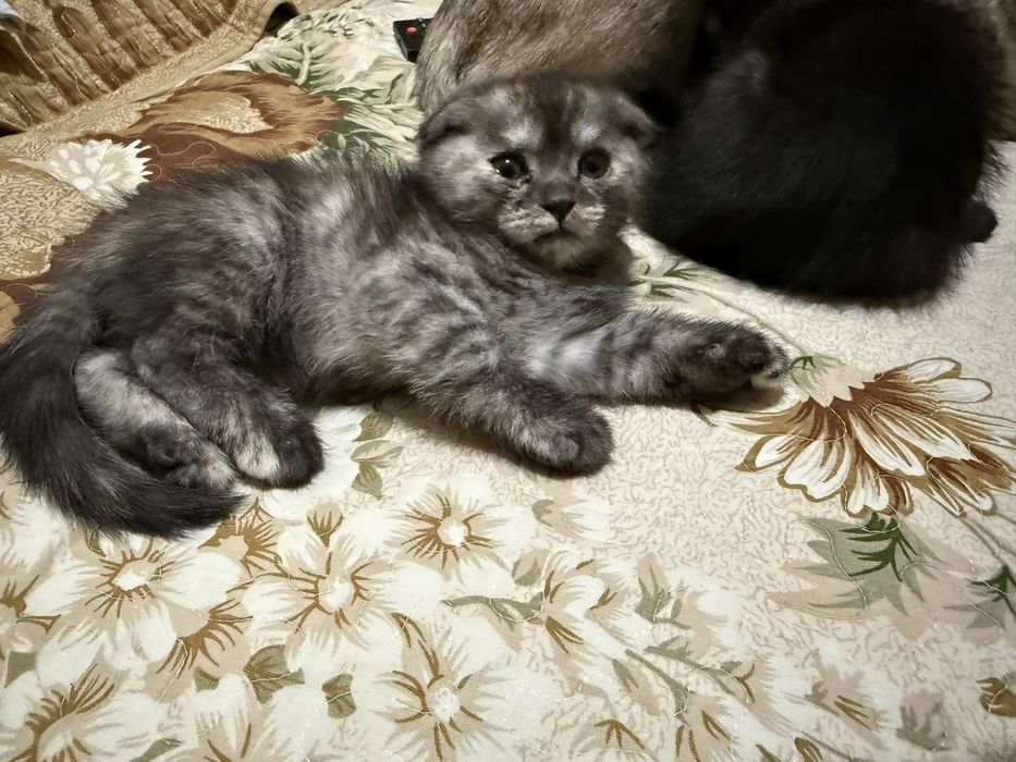 Продаю котенка вислоушка