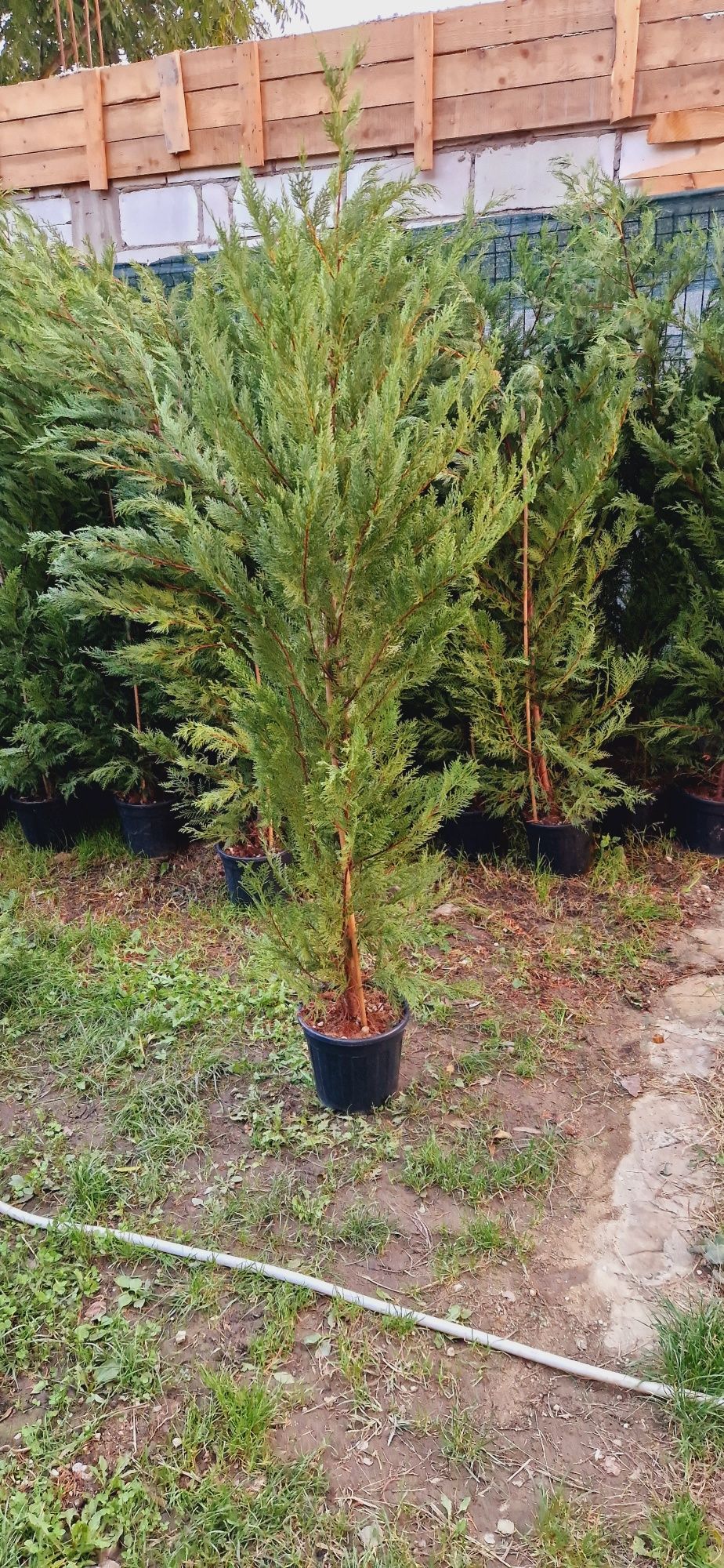 Tuia Columnaris- leylandi- chiparos albastru