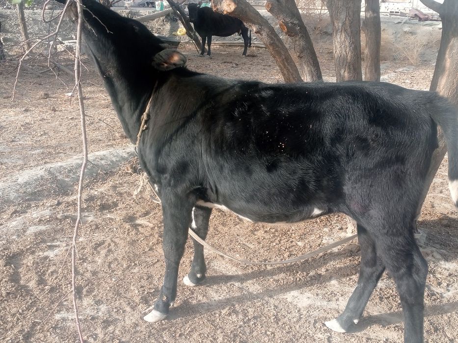 Gʻunojin sotiladi oʻrtacha boqilgan