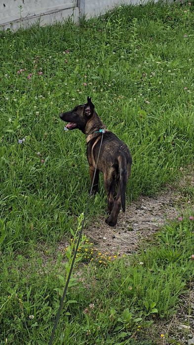 Ciobănesc belgian malinois cu certificat pedigree