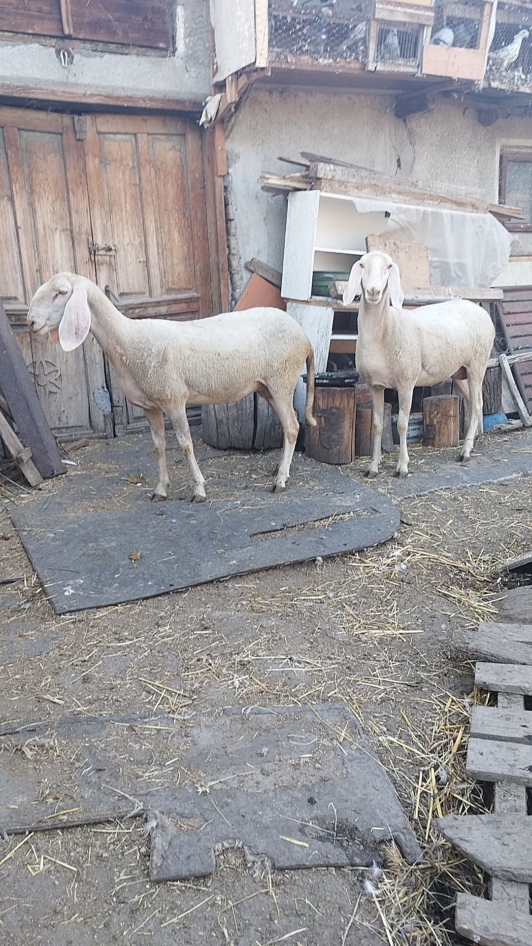 2 oi bergamasca la prima fatare