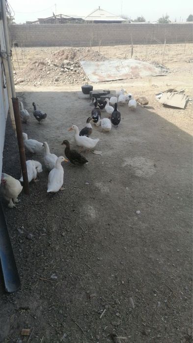 Ассалому алекум, ўрдаклар сотилади 20 тасм, донаси 100 000 сўмдан