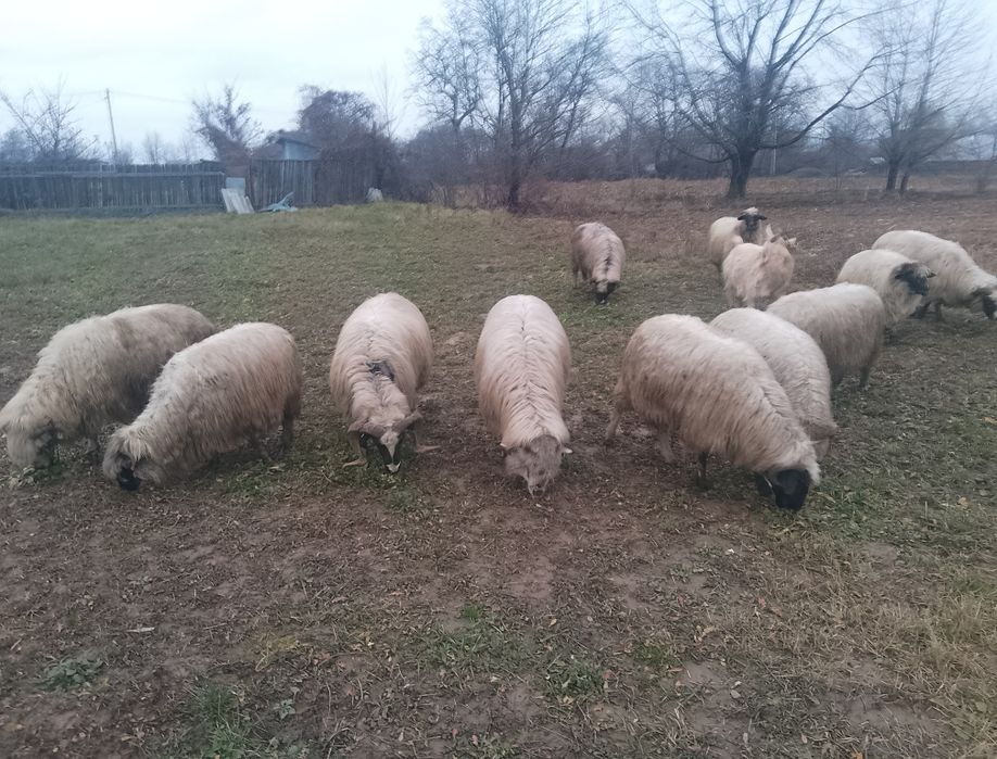 Oi turcane de vanzare