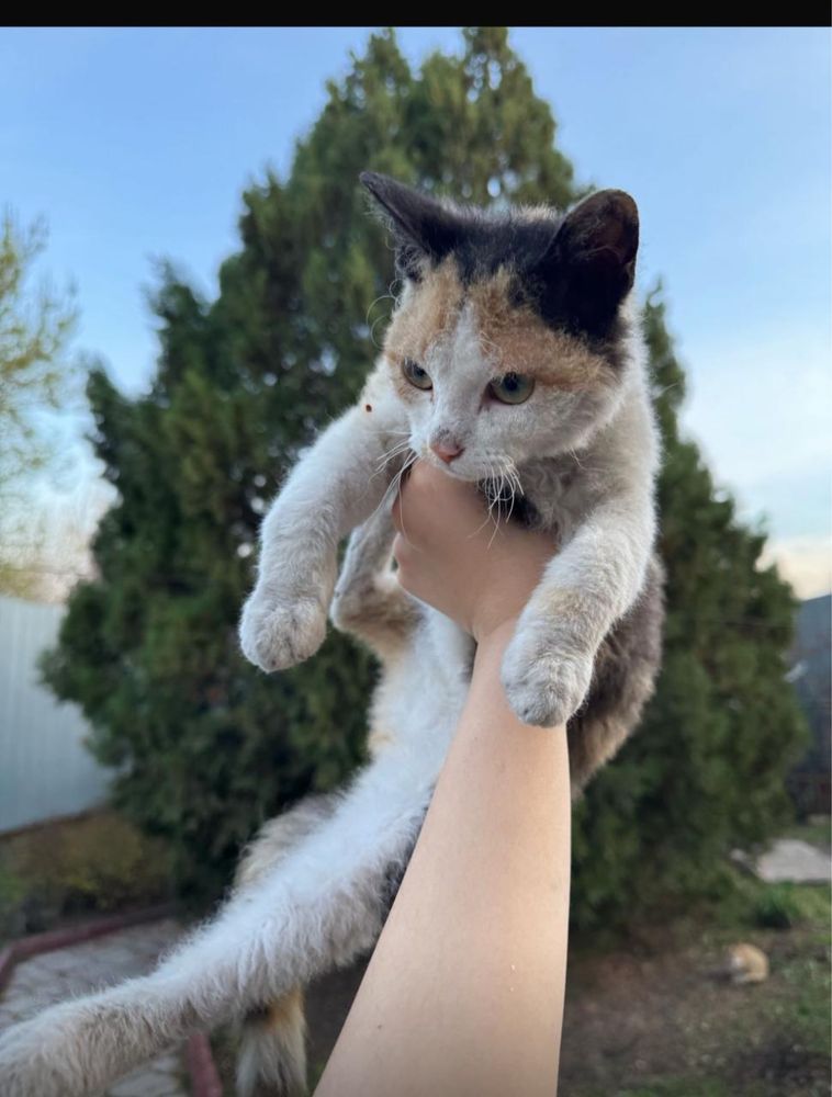 Отдам котят породистых