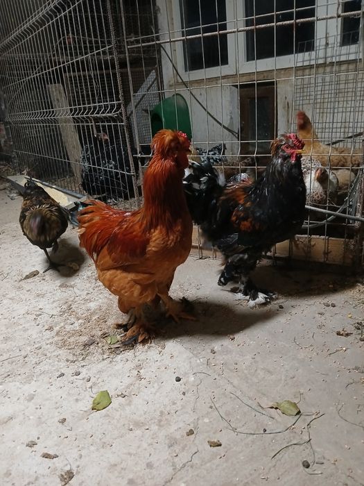 Vând gaini și cocosi