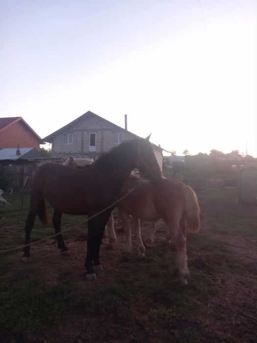 VAND 3 manji de 1 an de rasă detalii la nr de tel lăsat în anunt