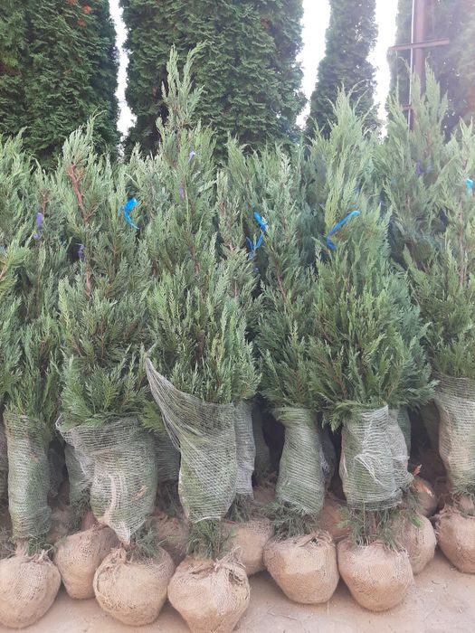 Vindem buxus tuia Leylandy smaragd Brazi Mesteacan alb Tei Magnoli etc