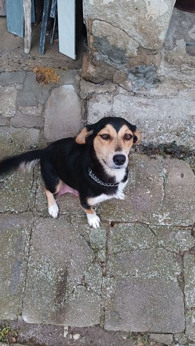 Подарявам две кученца момче и момиче