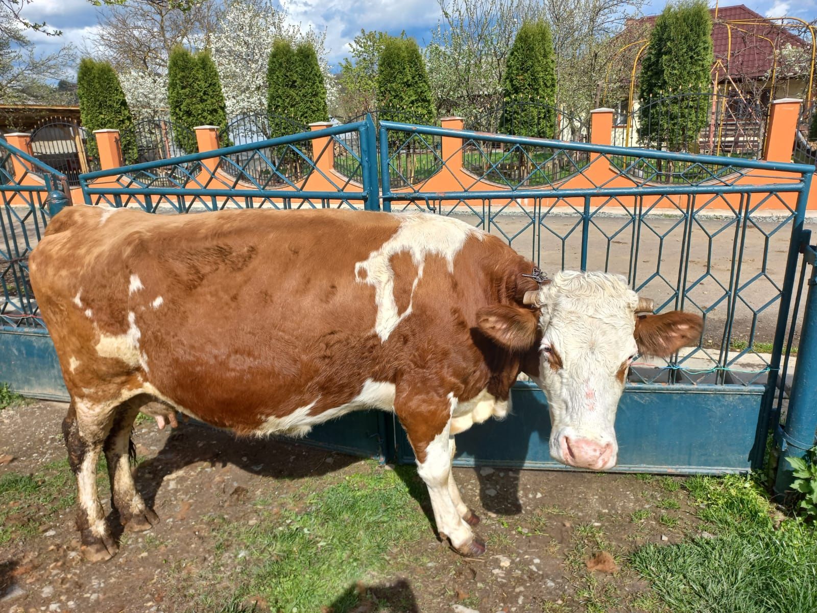 Vând vaca Bălțată Românească