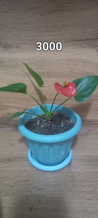 Цветы не дорого ,обмен на другие