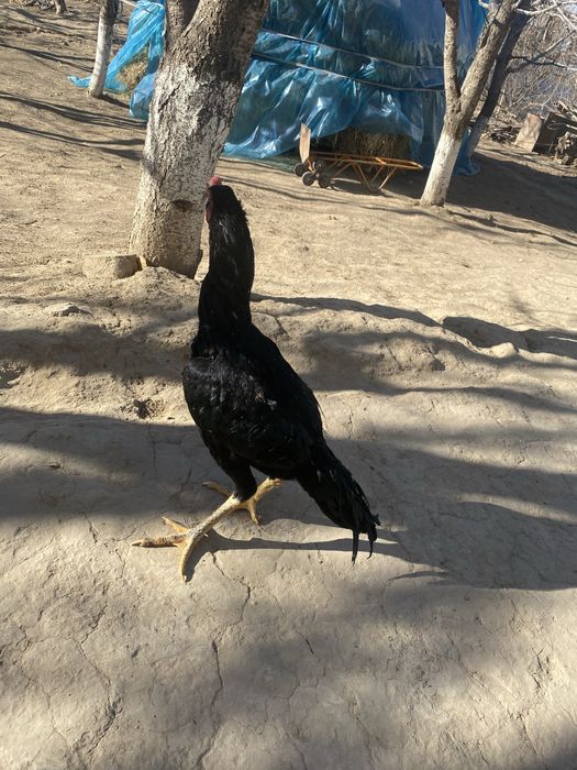 Tozza qon oshamo jujaxurozi sotiladi srochniga