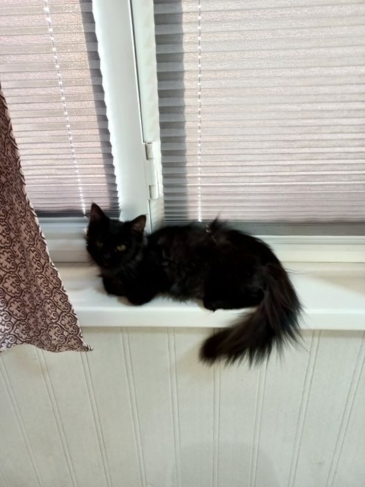 Бесплатно девочка 2,5 месяца