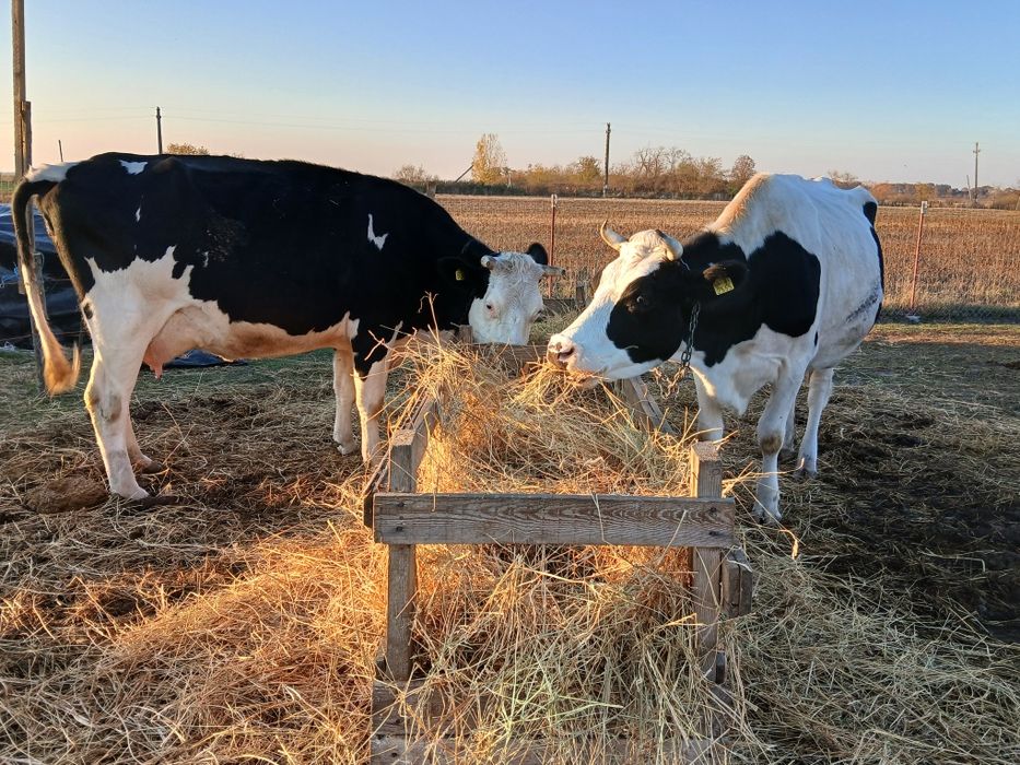 Vând vacă de ținut