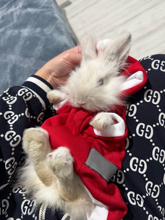 Cadoul perfect de Craciun  Iepure Pitic