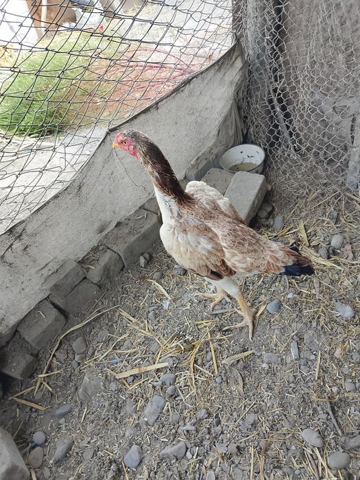 Dakan makiyon tozza narsa