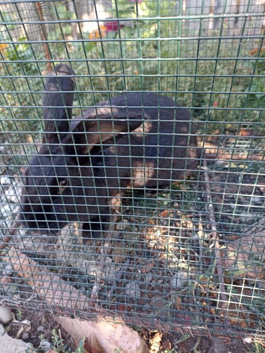 Vând Iepure de rasă