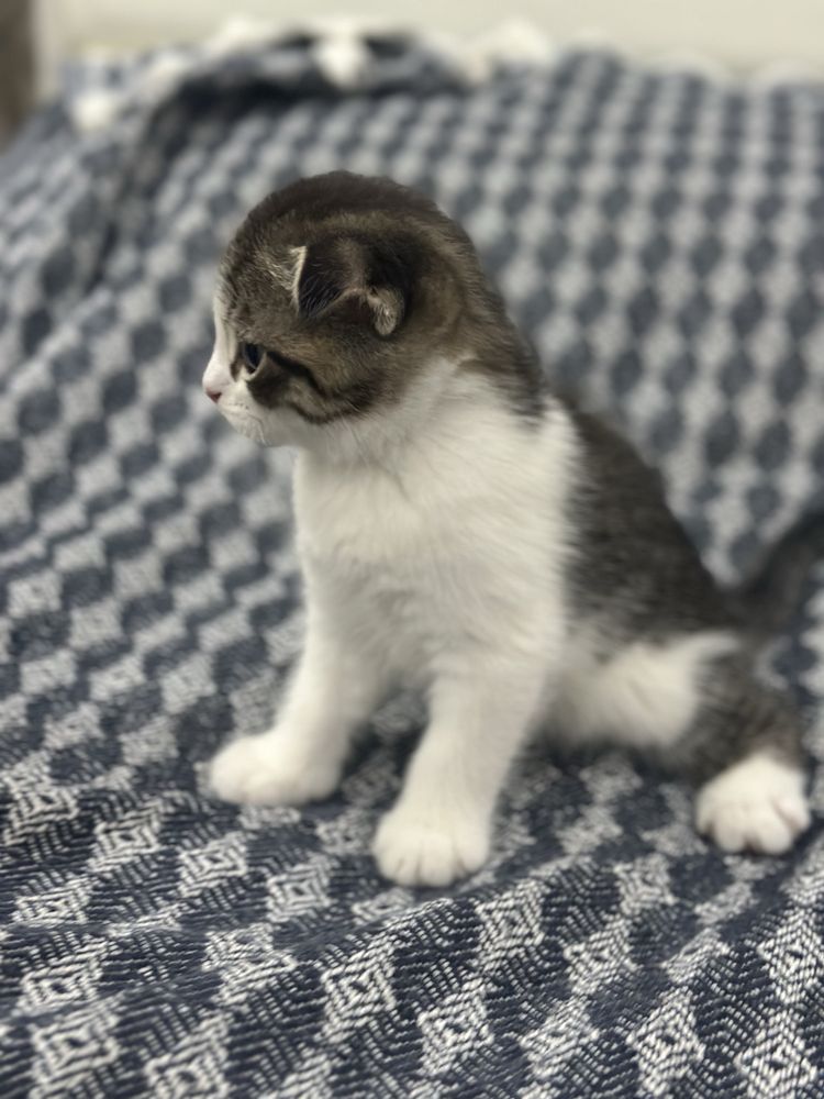 Шотландские вислоухие котята скоттиш фолд