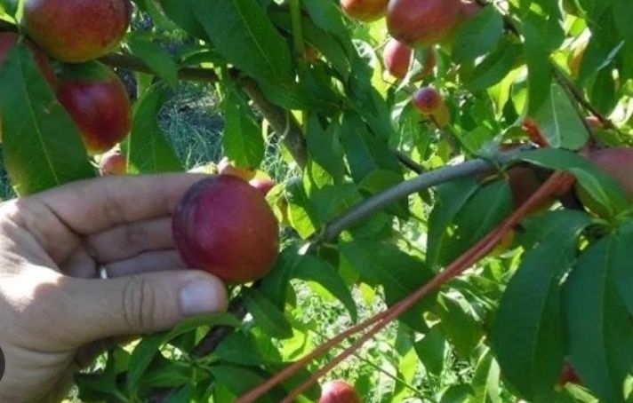 Pomi Fructiferi Străvechi Glia Strămoșească (Soiuri De Nectarin )