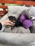 Fetiță micuță Yorkshire Terrier
