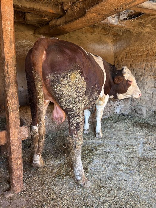 Продавам месодаино теле