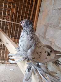 Голуби Капкан голубка