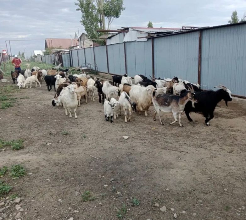 Домашний скот МРС