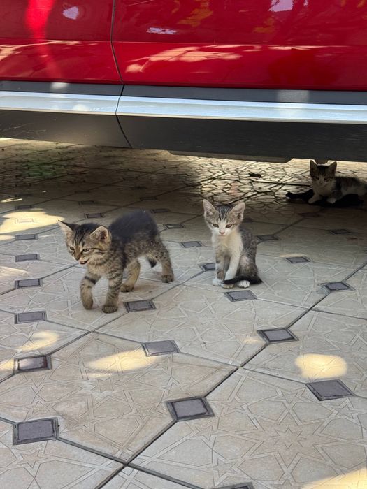 Маленькие котята в добрые руки, даром!
