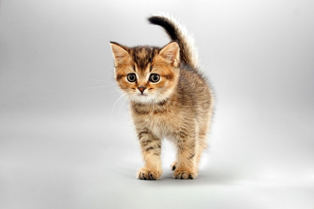 Canon 450D фотоапарат + два обектива и аксесоари Канон