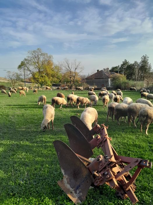 Продавам 45 Броя бременни овце