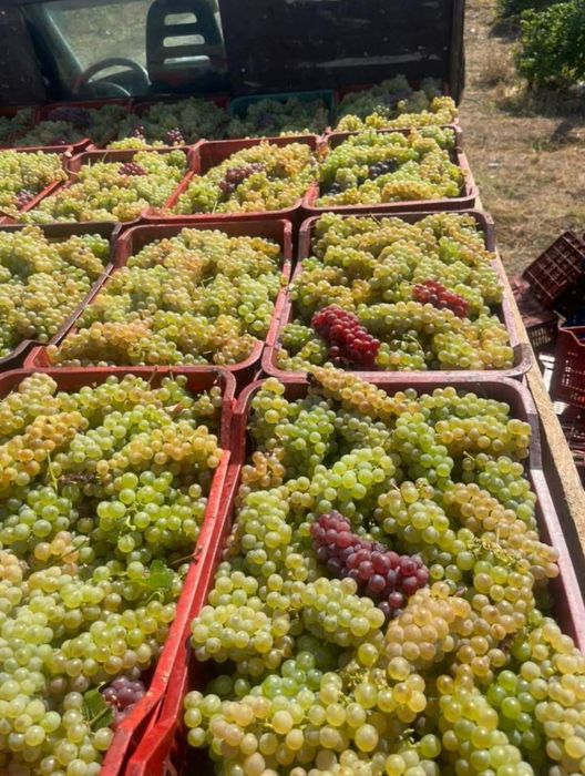 Vând struguri de Vin