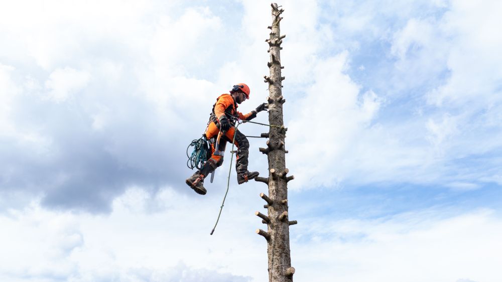 Tăietor de copaci periculoși cu tehnică alpină