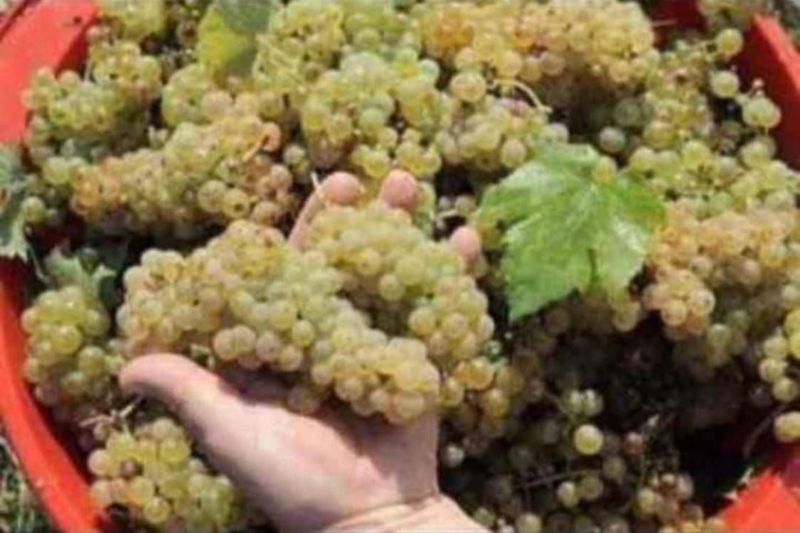 Vând struguri de vin productie proprie 2025
