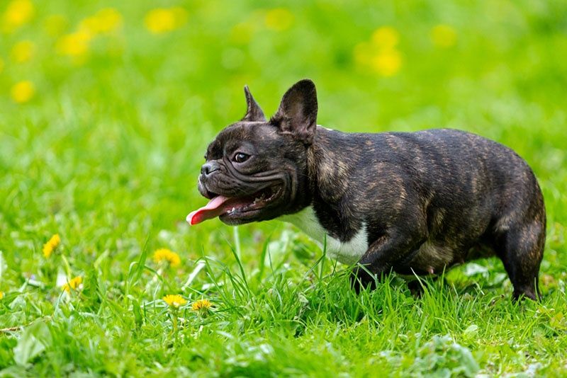 Faransuzki Buldog sotiladi