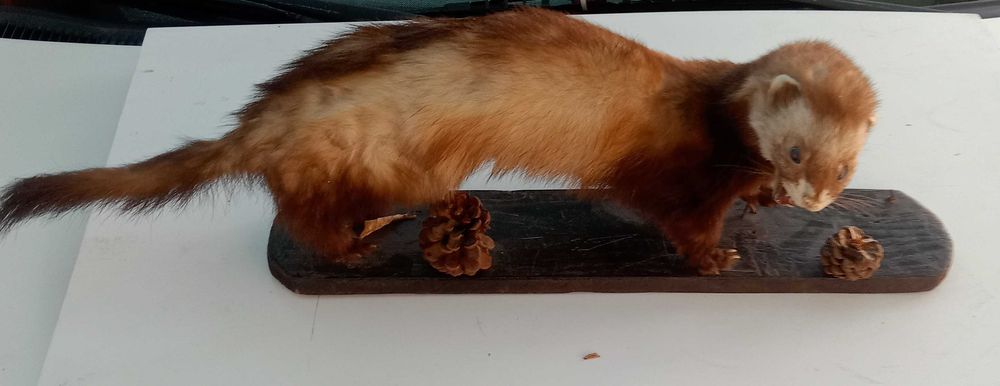 Taxidermie, nurca sau ce  o fi impaiata