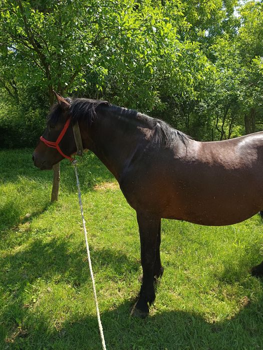 Vand cal cuminte 10 ani