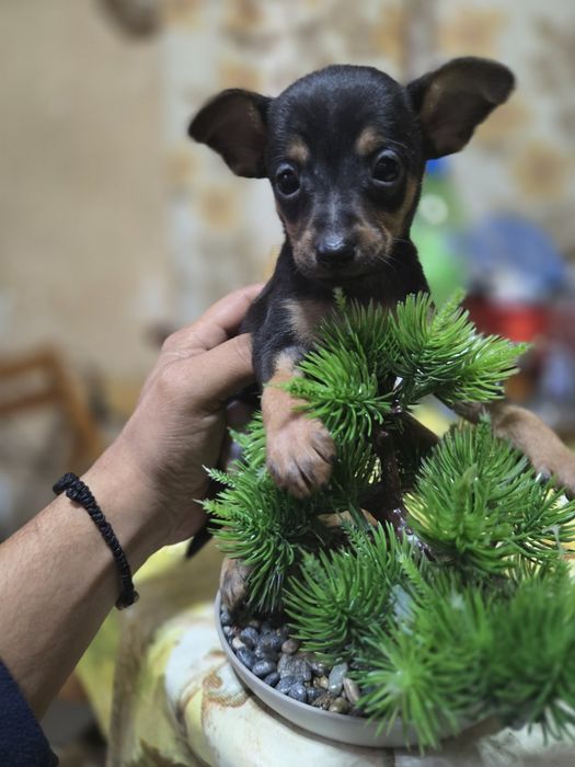 **Мини чихуахуа***