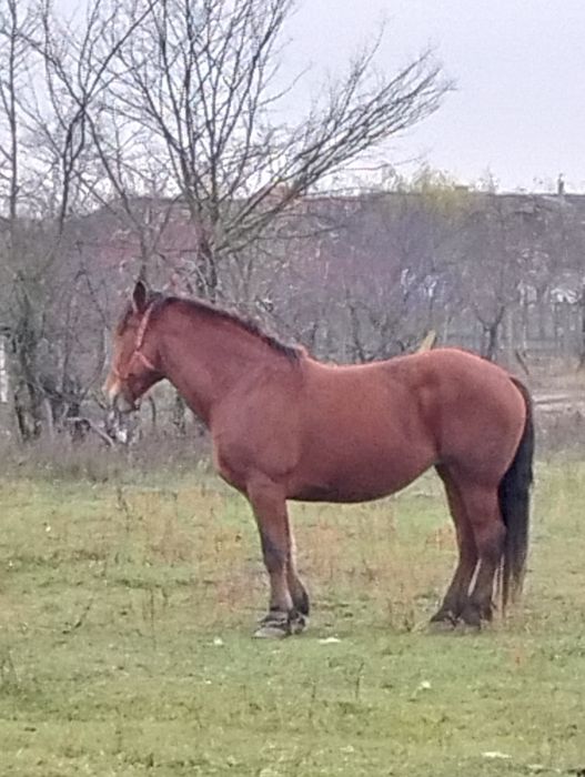Vînd iapa de 7 ani gestanta de 8 luni