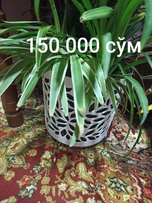 Распродажа Цветы Гуллар