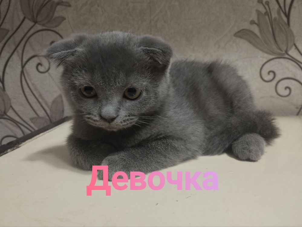 Шотландские котята в добрые руки!