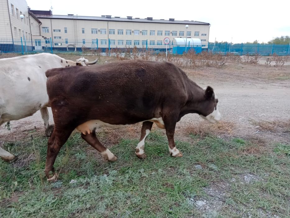 Продам корову 4годовалую на мясо