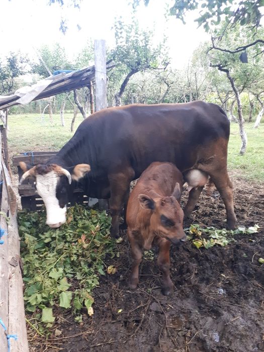 Vacă la prima fatare  și vițel de vanzare