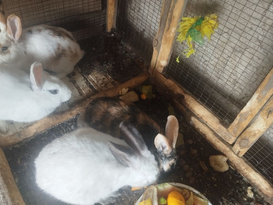 Quyonlar sotiladi koʻpi erkak 150 dan kelishamiz 5ta xar xil rang