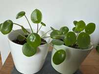 Цвете Пилея “Паричка” Pilea Peperomioides