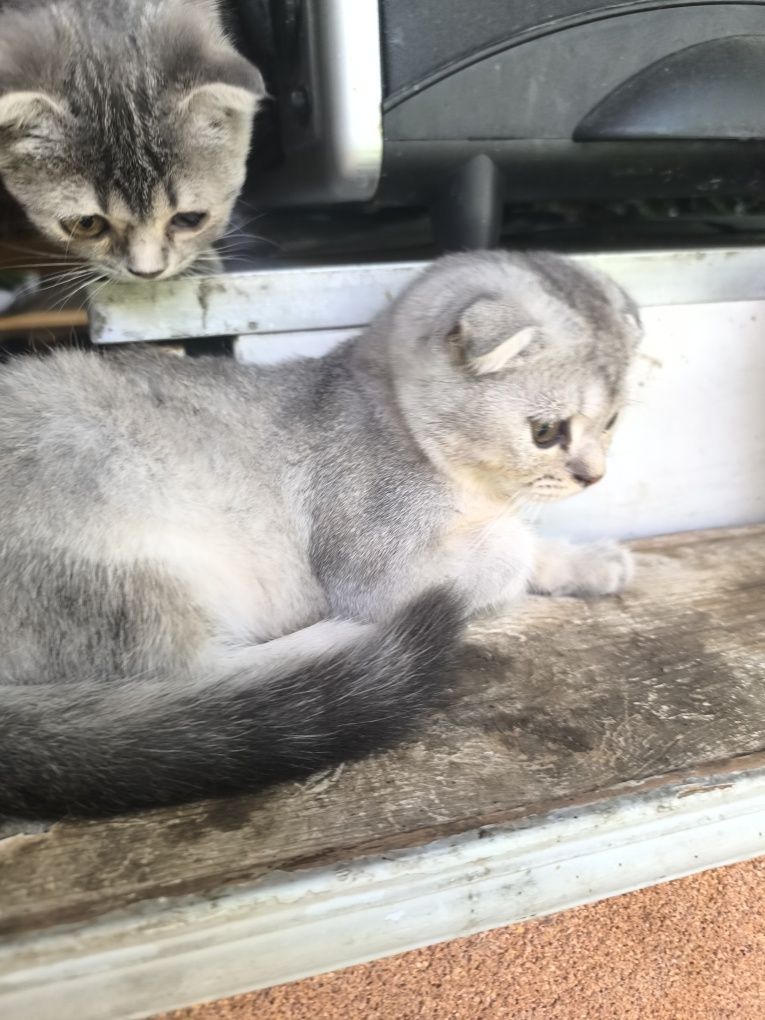 Продаётся котенок Серебристая шиншила