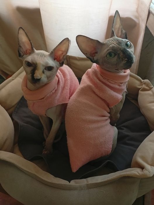 Канадский сфинкс