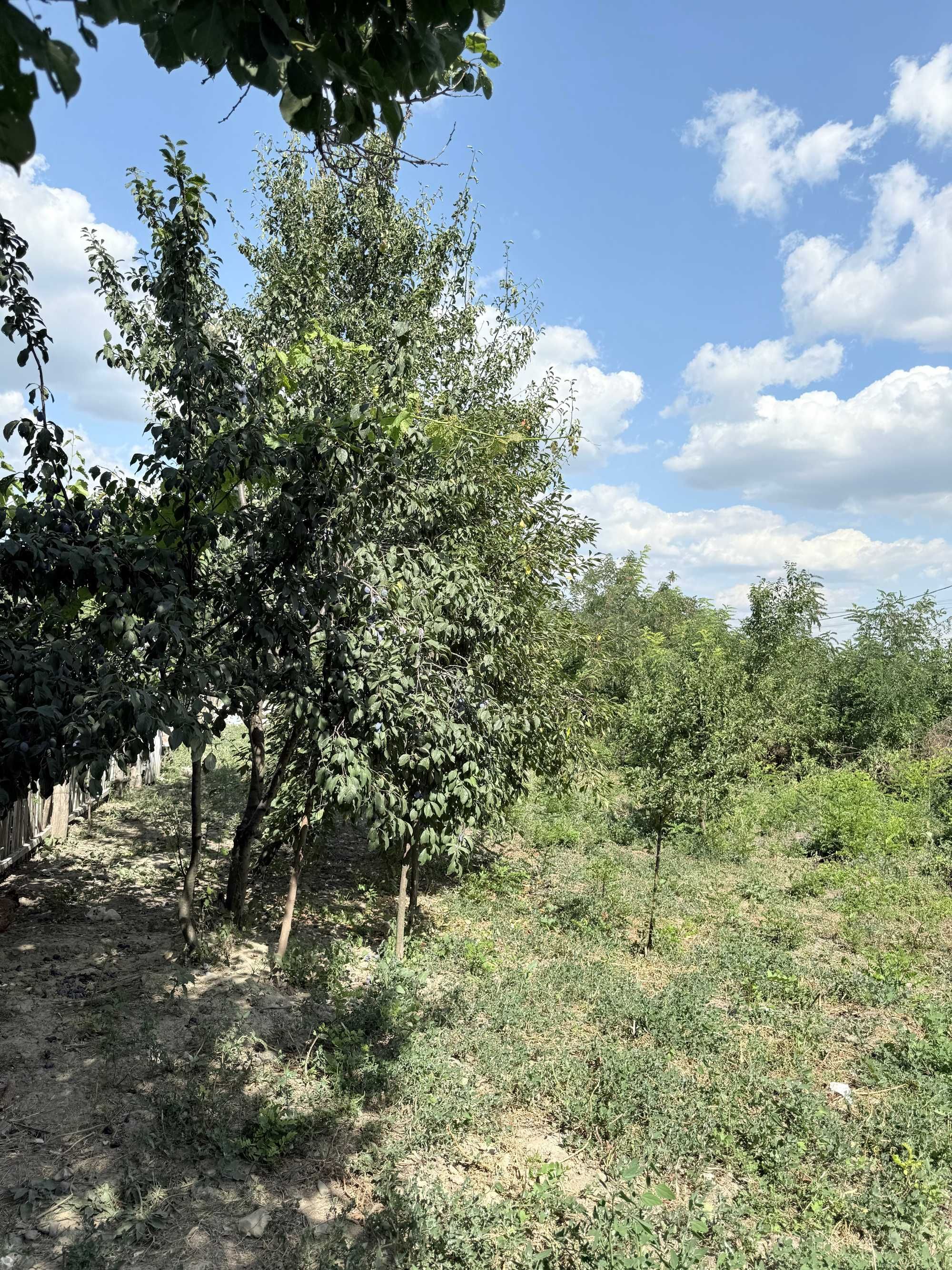 Casă + Teren, sat Bălteni, comuna Probota, jud. Iași