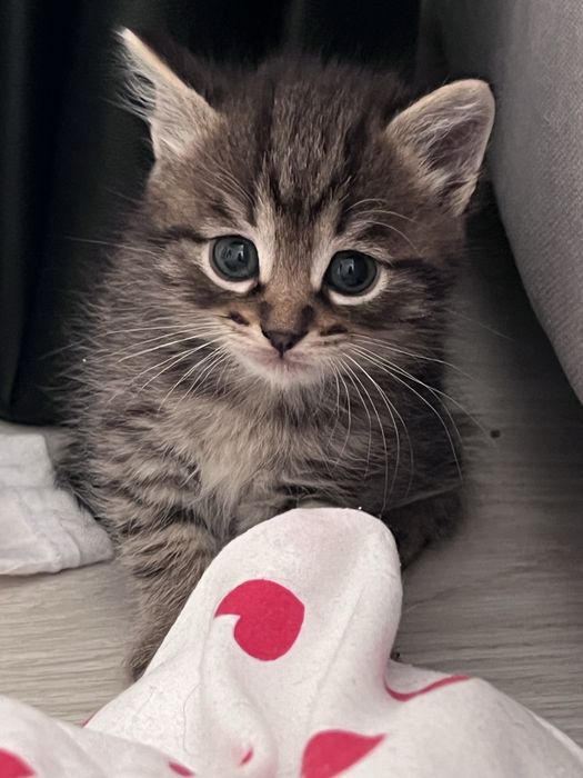 Отдам котят бесплатно