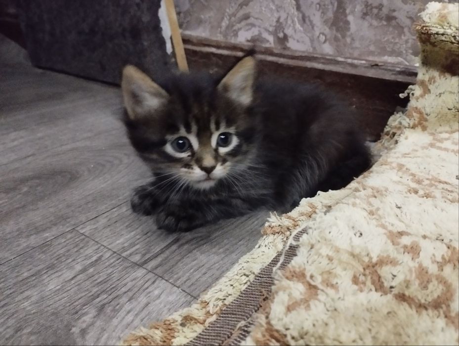 отдаю котят в хорошие руки