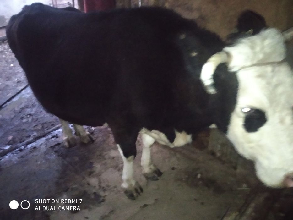 Продам корову молочная корова